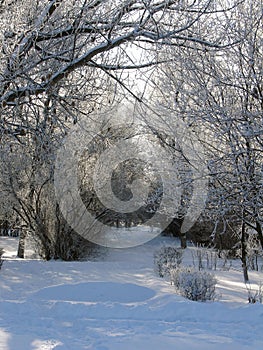 Beautiful winter landscape in forests and parks