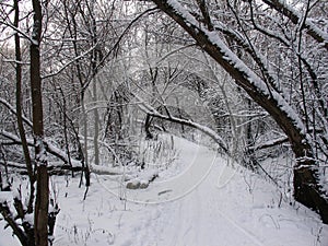 Beautiful winter landscape in forests and parks