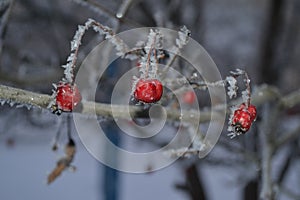 Beautiful winter landscape in forests and parks