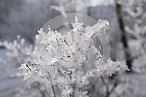 Beautiful winter landscape in forests and parks