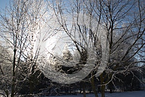 Beautiful winter landscape in forests and parks