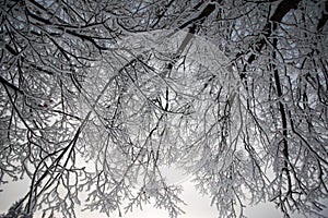 Beautiful winter landscape: Frosty trees in January, Austria. Postcard