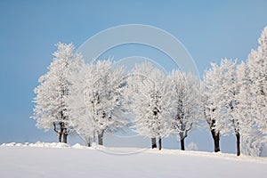 Beautiful winter landscape: Frosty trees in January, Austria. Postcard