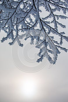 Beautiful winter landscape: Frosty trees in January, Austria. Postcard