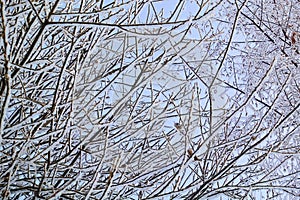 Beautiful winter landscape. Frozen trees in a cold forest in winter against the sky. Christmas background