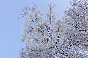 Beautiful winter landscape. Frozen trees in a cold forest in winter against the sky. Christmas background