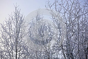 Beautiful winter landscape. Frozen trees in a cold forest in winter against the sky. Christmas background