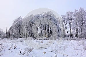 Beautiful winter landscape. Frozen trees in a cold forest in winter against the sky. Christmas background