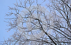 Beautiful winter landscape. Frozen trees in a cold forest in winter against the sky. Christmas background