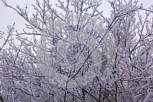 Beautiful winter landscape. Frozen trees in a cold forest in winter against the sky. Christmas background