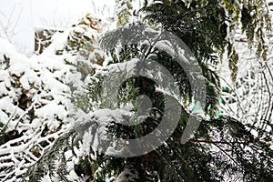 Beautiful winter landscape in home garden with pine and spruce trees covered by snow on sunny day. Frost on leaves and grass. Snow