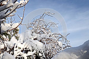 Beautiful winter landscape in home garden with pine and spruce trees covered by snow on sunny day. Frost on leaves and grass. Snow