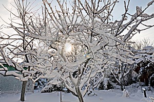 Beautiful winter landscape in home garden with pine and spruce trees covered by snow on sunny day. Frost on leaves and grass. Snow