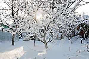 Beautiful winter landscape in home garden with pine and spruce trees covered by snow on sunny day. Frost on leaves and grass. Snow