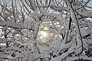 Beautiful winter landscape in home garden with pine and spruce trees covered by snow on sunny day. Frost on leaves and grass. Snow