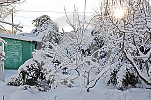 Beautiful winter landscape in home garden with pine and spruce trees covered by snow on sunny day. Frost on leaves and grass. Snow