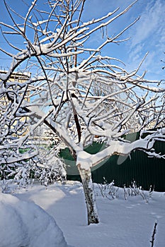 Beautiful winter landscape in home garden with pine and spruce trees covered by snow on sunny day. Frost on leaves and grass. Snow