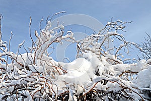 Beautiful winter landscape in home garden with pine and spruce trees covered by snow on sunny day. Frost on leaves and grass. Snow