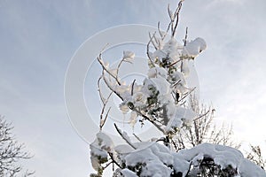 Beautiful winter landscape in home garden with pine and spruce trees covered by snow on sunny day. Frost on leaves and grass. Snow