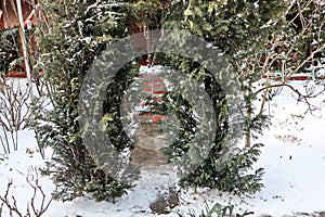 Beautiful winter landscape in home garden with pine and spruce trees covered by snow on sunny day. Frost on leaves and grass. Snow