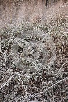 Beautiful Winter landscape image of forest in English countryside covered in hoarfrost at dawn