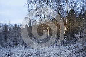 Beautiful Winter landscape image of forest in English countryside covered in hoarfrost at dawn