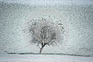 Beautiful Winter landscape image of forest in English countryside covered in hoarfrost at dawn