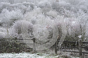 Beautiful Winter landscape image of forest in English countryside covered in hoarfrost at dawn