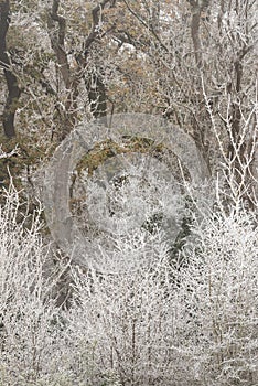 Beautiful Winter landscape image of forest in English countryside covered in hoarfrost at dawn