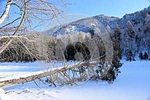 Beautiful winter landscape. Mountains and birches. Siberia. Khakassia.