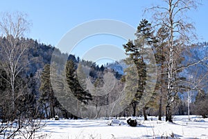 Beautiful winter landscape. Mountains and birches. Siberia. Khakassia.