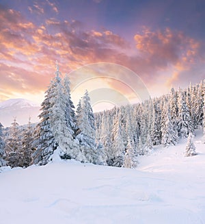 Beautiful winter landscape in mountains. Sunrise