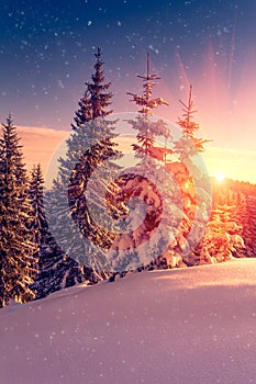 Beautiful winter landscape in mountains. View of snow-covered conifer trees and snowflakes at sunrise. Merry Christmas and happy
