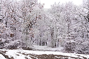 Beautiful winter landscape scene outdoors.