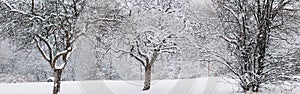 Beautiful winter landscape scene view. Christmas winter card. Three trees under snow in park outdoors. Snow blizzard and snowfall