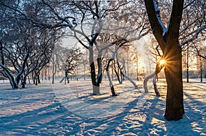 beautiful winter landscape with setting sun and trees in the park