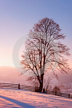 Beautiful winter landscape with single tree in soft sunset light