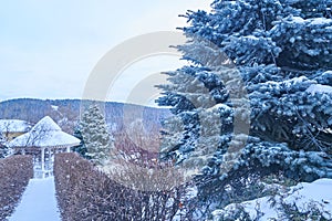 Beautiful winter landscape with sky and forest fund. Picturesque nature in winter. Close-up of a Christmas tree on the