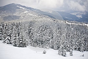 Beautiful winter landscape with snow