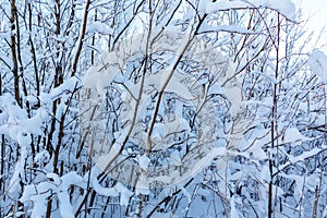 Beautiful winter landscape. Snow-covered branches of bushes in the light of sunset, can be used as a background or texture