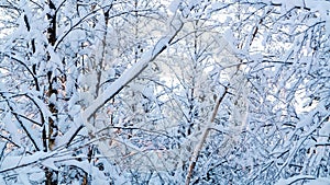 Beautiful winter landscape. Snow-covered branches of bushes in the light of sunset, can be used as a background or texture