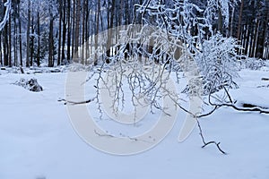 beautiful winter landscape, snow-covered branches of fir trees, heavy snowfall, swept road, walks in white forest, Capturing