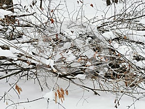 Winter landscape with snow covered branches