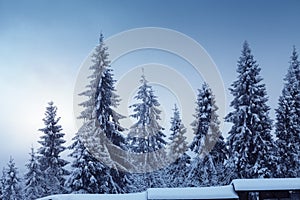 Beautiful winter landscape with snow covered fir trees