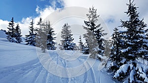 Beautiful winter landscape with snow covered fir trees. Outdoors.