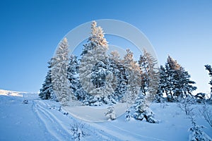 Beautiful winter landscape with snow covered fir trees and skis