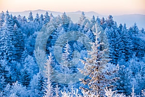 Beautiful winter landscape. Snow-covered fir trees stand against the background of frozen trees on the top of a frosty mountain