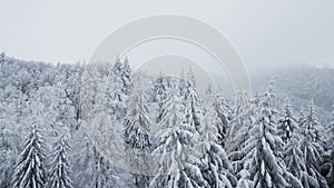 Beautiful winter landscape with snow covered firs at snowy and foggy day drone video