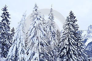 Beautiful winter landscape, snow-covered fluffy fir trees, snowfall in the mountains, panorama of mountain peaks, the Swiss Alps