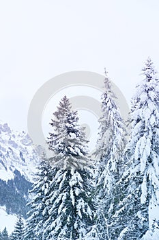 Beautiful winter landscape, snow-covered fluffy fir trees, snowfall in the mountains, panorama of mountain peaks, the Swiss Alps